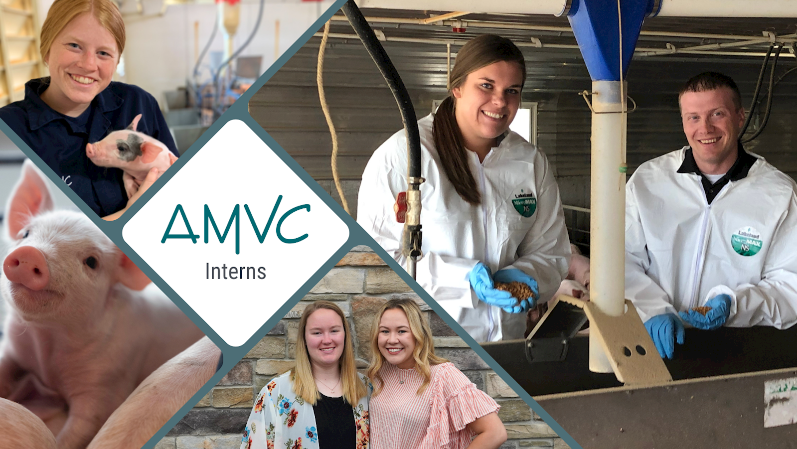 AMVC Interns